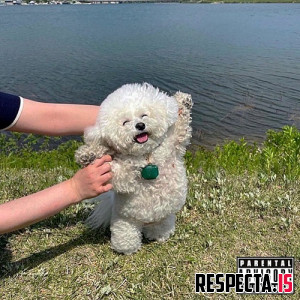 Blu, MED & Bane Capital - Good Men Die Like Dogs